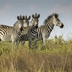 A small dazzle of zebras in grassland, Liuwa Plain National Park, Zambia