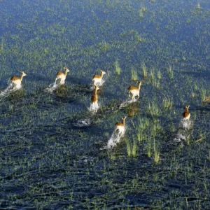 A small herd of Red Lechwe rushes across a shallow