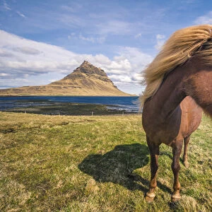 Snaefellsness peninsula, Iceland. Icelandic horse and Kirkjufell mountain