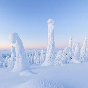 Snow covered forest at dawn, Riisitunturi National Park, Posio, Lapland, Finland