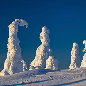Snow-covered Pine Trees, Riisitunturi National Park, Posio, Lapland, Finland