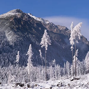 Snow covered trees and mountains in the High Tatras, Slovakia, Europe. Winter