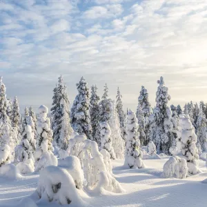 Snow covered trees, Riisitunturi National Park, Lapland, Finland