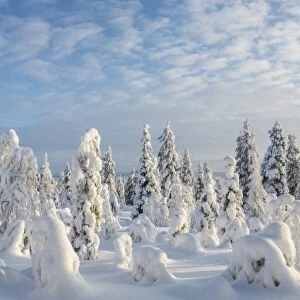 Snow covered trees, Riisitunturi National Park, Lapland, Finland
