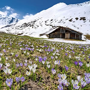 Snowcapped mountains surrounded by fields of Crocus in bloom, Juf, Avers, Viamala Region