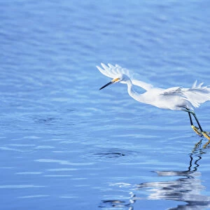 Snowy Egret (Egretta thula) starting flight, Sanibel Island, J. N