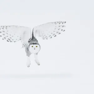 Snowy owl (Bubo scandiacus), Ontario, Canada