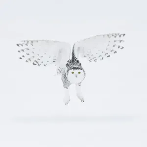 Snowy Owl Print: Bubo scandiacus, Ontario, Canada (White)