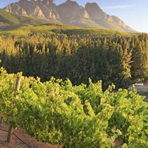 South Africa, Western Cape, Paarl, Doolhof Wine Estate