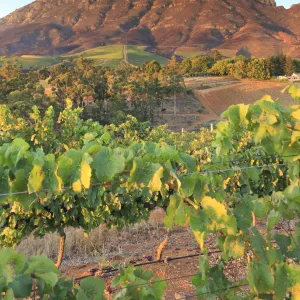 South Africa, Western Cape, Stellenbosch, Tokara Wine Estate