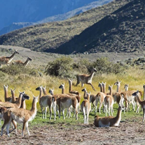 South America, Andes, Patagonia, Guanaco herd in Torres del Paine National Park