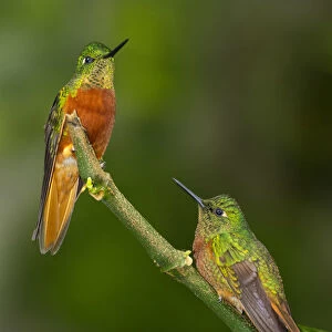 South America, Andes, Peru, Tambomachay, Cusco Province, Hummingbirds in cloud forest