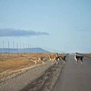 South America, Argentina, Chubut, Patagonia, Guanaco herd (Lama guanicoe) crossing