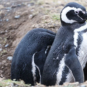 South America, Chile, Patagonia, Tierra del Fuego, Magellanic penguins (Spheniscus