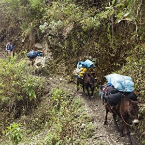 South America, Peru, Cusco. A Quechua porter and mules carrying baggage on the trail