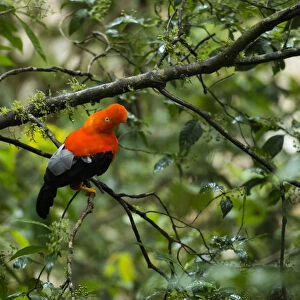 South America, Peru, Manu National Park, Cock of the rock