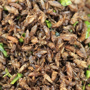 South East Asia, Thailand, food, deep fried ground crickets for sale in a Thai market