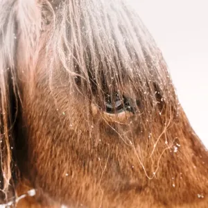 Southern Iceland Print: Icelandic Horses Under Snow Southern Iceland Print: Icelandic Horses Under Snow