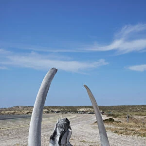 Southern Right Whale bones at Playa Larralde beach, Peninsula Valdes, Chubut, Patagonia, Argentina