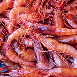 Spagna - Costa Brava - Food Joan Roca. Vaschetta di gamberi rossi appena pescati