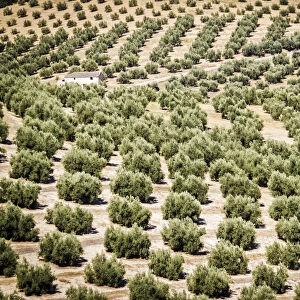 Spain, Andalucia. Olive Trees endless field in summer