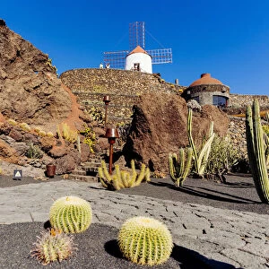 Spain, Canary Islands, Lanzarote Island, Guatiza, the Cactus garden draw by Cesar