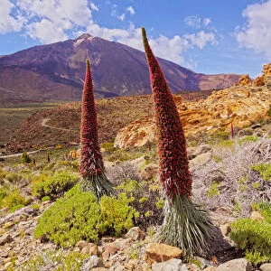 Spain, Canary Islands, Tenerife, Teide National Park, View of the Endemic Plant Tajinaste