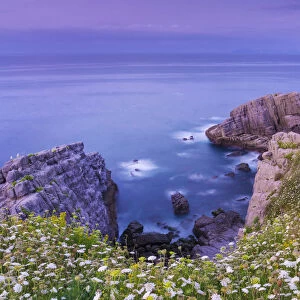 Spain, Cantabria, Castro-Urdiales, cove with wild flowers