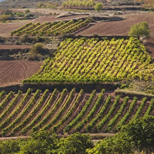 Spain, La Rioja Region, La Rioja Province, Bobadilla, vineyards