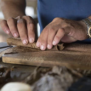 Specialized craftsman makes cigars by rolling tobacco leaves in Vinales, Pinar del