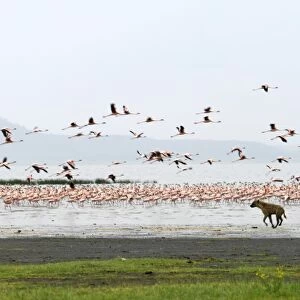 A spotted hyena chases lesser flamingos on the shoreline of Lake Nakuru, Kenya