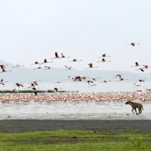 A spotted hyena chases lesser flamingos on the shoreline of Lake Nakuru, Kenya