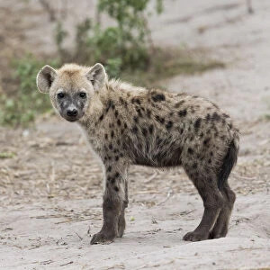 Spotted Hyena (Crocuta crocuta), juvenile, Savuti, Chobe National Park, Botswana, Africa