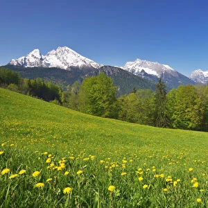 Spring meadow against Mount Watzmann (2380 m). Berchtesgaden, Berchtesgaden Land, Bayern