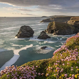 Spring wildflowers on the dramatic clifftops of North Cornwall, England
