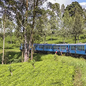 Sri Lanka, Central Province, Kandy to Badulla train alongside tea plantation