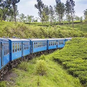 Sri Lanka, Central Province, Kandy to Badulla train alongside tea plantation