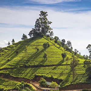 Sri Lanka, Nuwara Eliya, Sri Lanka, Nuwara Eliya, Tea estate