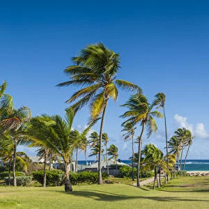 St. Kitts and Nevis, Nevis, Nisbet Beach, beach palm trees