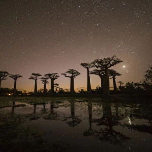 Star-filled Sky over Baobab Trees, (UNESCO World Heritage site), Madagascar