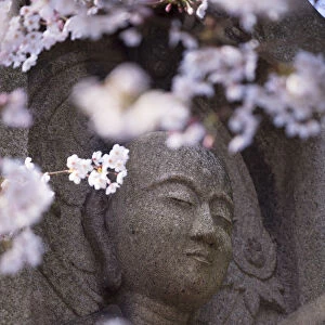Statue and cherry blossom at Shofuku-ji Temple, Fukuoka, Kyushu, Japan