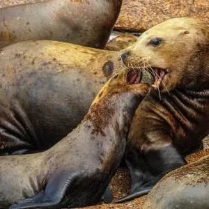 Steller sea lion, northern sea lion (Eumetopias jubatus) Colony hauled out on rocks, Inside Passage, Alaska, USA