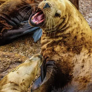 Steller sea lion, northern sea lion (Eumetopias jubatus) Colony hauled out on rocks, Inside Passage, Alaska, USA