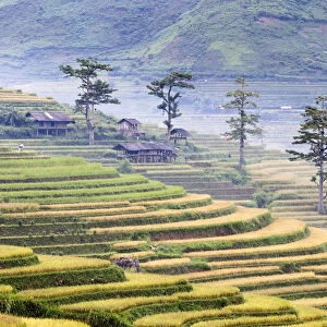 Stilt huts and trees set in rice terrace at harvest time, Tu Le, Yen Bai Province