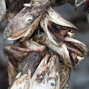 Stockfish (Cod) drying on wooden racks, Lofoten, Nordland, Norway