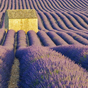 Stone Barn in Field of Lavender, Provence, France