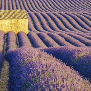 Stone Barn in Field of Lavender, Provence, France