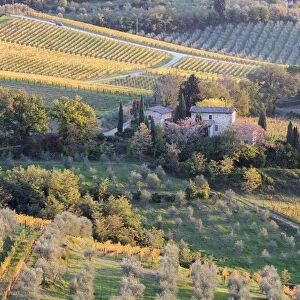 A stone house surrounded by vines and olive orchards in the autumn, Greve in Chianti