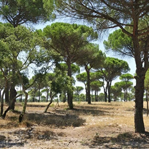 Stone pine forest, Comporta. Alentejo, Portugal