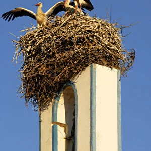 Storks in the nest, Comporta, Alentejo, Portugal